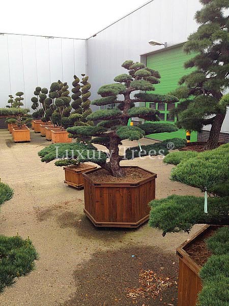 Pinus Parviflora Glauca Pinus Pinus Pentaphylla Bonsai Maedchenkiefer Doppelstamm Zweistamm