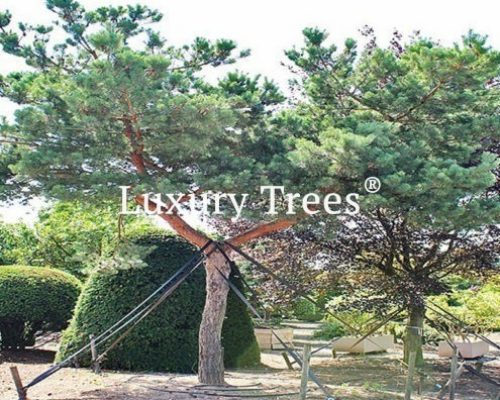 Gartenbaeume-Solitaerbaeume-Formgehoelze-pinus-sylvestris-norske-type-495x400